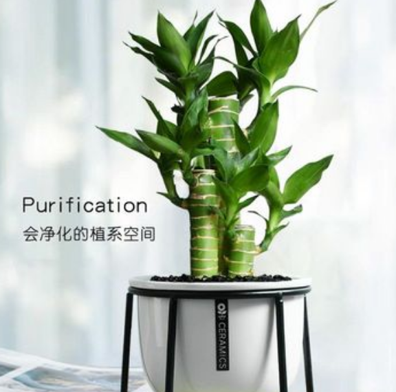 適合辦公桌上養的小型植物?